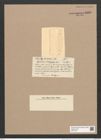 Glyphodesmis challengeriensis Castr. (de-Toni-Nr.: Genus 81, Species 2891) Zeichnungen Sammlung Grunow Nr. 5868 (NHMW-BOT-W0374310)